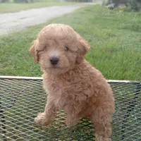 Buckles, a male Poodle - Toy  for sale in Waco, TX – 3 of 4