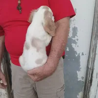 Summer, a female Cocker Spaniel for sale in Waco, TX – 2 of 6