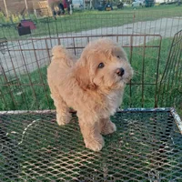 Cowboy, a male Maltipoo for sale in Waco, TX – 4 of 6