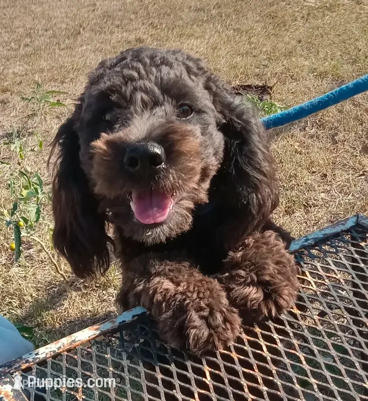 Cocoa – Cockapoo puppy for sale in Waco, TX
