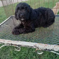 Cocoa, a male Cockapoo for sale in Waco, TX – 3 of 5