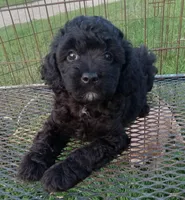 Cocoa, a male Cockapoo for sale in Waco, TX – 1 of 5
