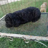 Cocoa, a male Cockapoo for sale in Waco, TX – 5 of 5