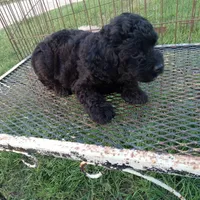 Cocoa, a male Cockapoo for sale in Waco, TX – 4 of 5