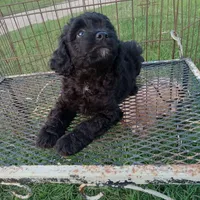 Cocoa, a male Cockapoo for sale in Waco, TX – 2 of 5