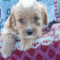 Fall, a male Cockapoo for sale in Waco, TX – 3 of 7