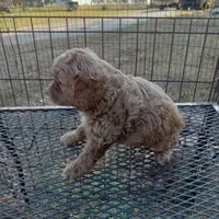 Winter, a male Cockapoo for sale in Waco, TX – 2 of 6