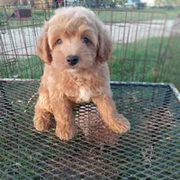 Saddles, a male Maltipoo for sale in Waco, TX – 5 of 6