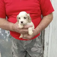 Summer, a female Cocker Spaniel for sale in Waco, TX – 2 of 2
