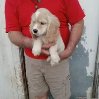 Sunny, a male Cocker Spaniel for sale in Waco, TX – 6 of 6