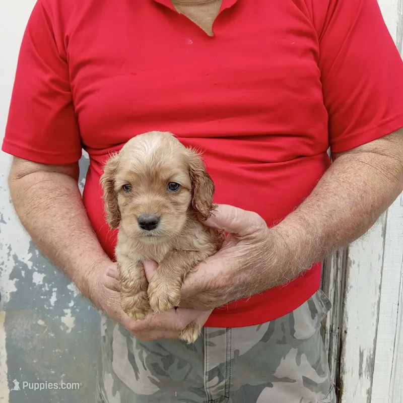 River  – Cocker Spaniel puppy for sale in Waco, TX
