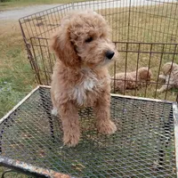Wind, a male Cockapoo for sale in Waco, TX – 5 of 7