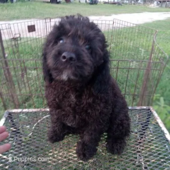 Cocoa – Cockapoo puppy for sale in Waco, TX