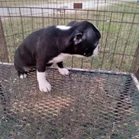 Socks, a female Boston Terrier for sale in Waco, TX – 5 of 6