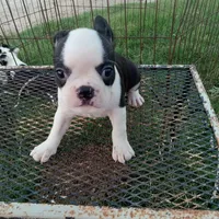 Flashie, a female Boston Terrier for sale in Waco, TX – 4 of 6