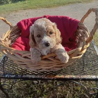 Tank, a male Cockapoo for sale in Waco, TX – 7 of 8