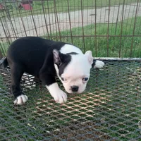 Patches, a female Boston Terrier for sale in Waco, TX – 4 of 7