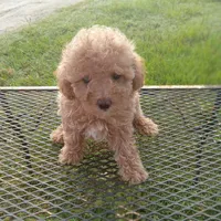 Rosebud, a female Poodle - Toy  for sale in Waco, TX – 3 of 6