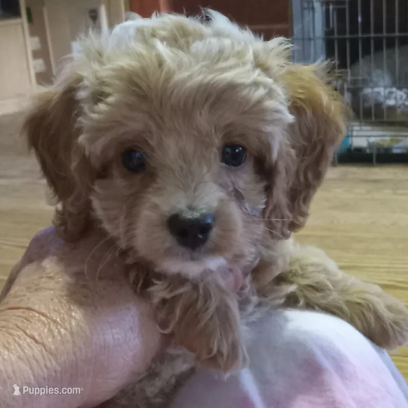Spring – Cockapoo puppy for sale in Waco, TX