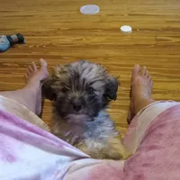Shadow, a male Maltipoo for sale in Waco, TX – 5 of 5