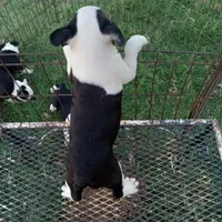 Flashie, a female Boston Terrier for sale in Waco, TX – 5 of 6
