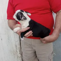 Spot, a male Boston Terrier for sale in Waco, TX – 2 of 5