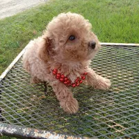 Rosebud, a female Poodle - Toy  for sale in Waco, TX – 2 of 6