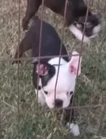 Patches, a female Boston Terrier for sale in Waco, TX – 4 of 6