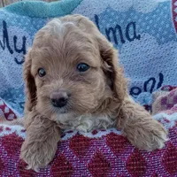 Winter, a male Cockapoo for sale in Waco, TX – 5 of 6