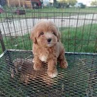 Lariet, a male Maltipoo for sale in Waco, TX – 5 of 6