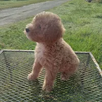 Texas, a male Poodle - Toy  for sale in Waco, TX – 4 of 5