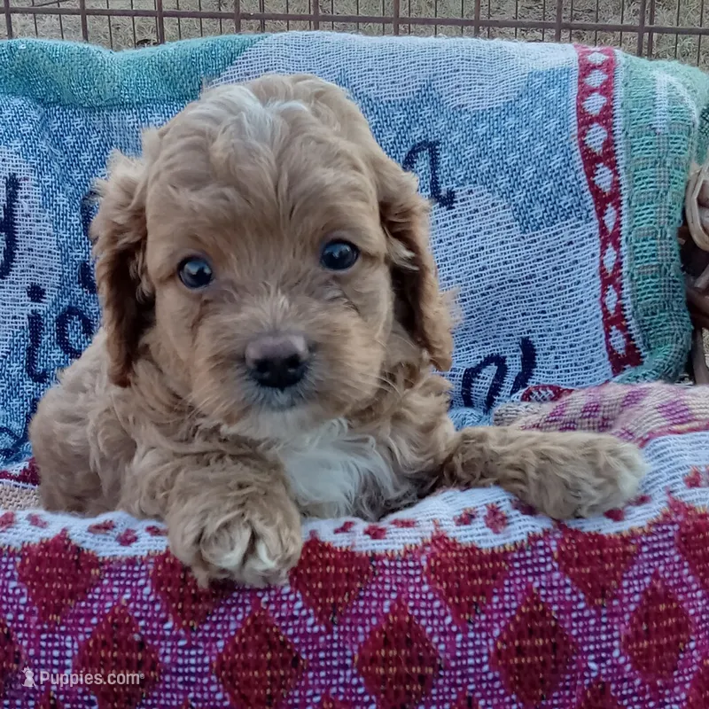 Winter – Cockapoo puppy for sale in Waco, TX