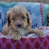 Winter, a male Cockapoo for sale in Waco, TX – 1 of 6