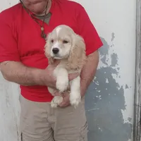 Sunny, a male Cocker Spaniel for sale in Waco, TX – 5 of 6