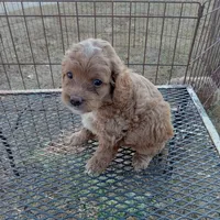 Winter, a male Cockapoo for sale in Waco, TX – 3 of 6