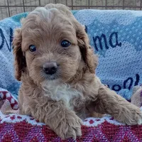 Winter, a male Cockapoo for sale in Waco, TX – 6 of 6