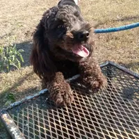 Cocoa, a male Cockapoo for sale in Waco, TX – 7 of 7