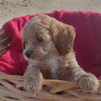 Creek, a male Cockapoo for sale in Waco, TX – 6 of 8