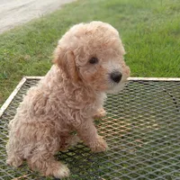 Stetson, a male Poodle - Toy  for sale in Waco, TX – 3 of 5