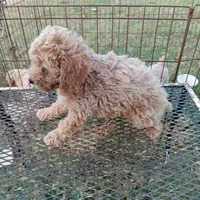 Storm, a male Cockapoo for sale in Waco, TX – 3 of 3