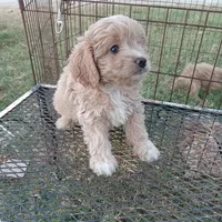 Lightning, a male Cockapoo for sale in Waco, TX – 2 of 4