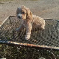 Tank, a male Cockapoo for sale in Waco, TX – 2 of 8