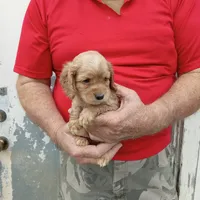 River , a male Cocker Spaniel for sale in Waco, TX – 2 of 3