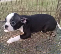 Stockings, a female Boston Terrier for sale in Waco, TX – 2 of 6