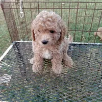 Storm, a male Cockapoo for sale in Waco, TX – 2 of 3
