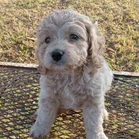 Lake, a male Cockapoo for sale in Waco, TX – 7 of 8