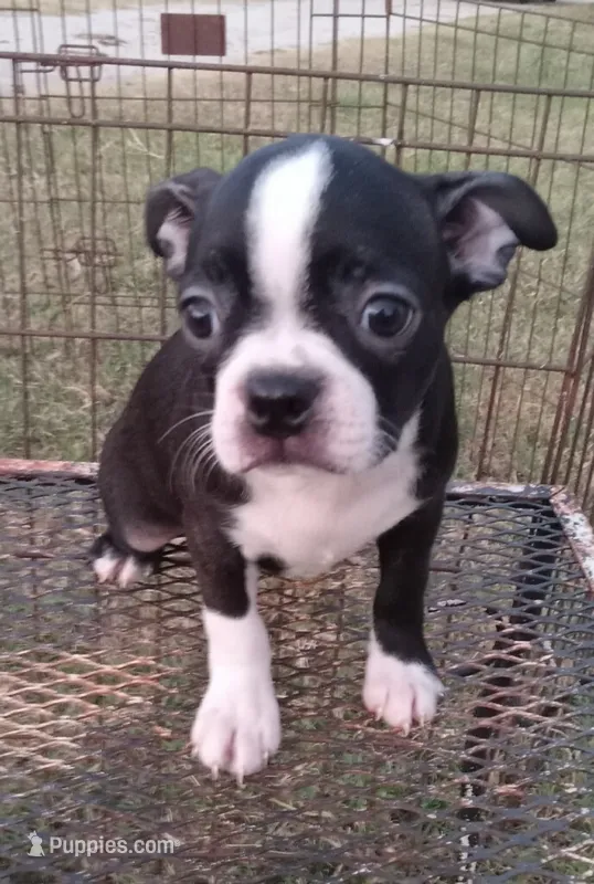Socks – Boston Terrier puppy for sale in Waco, TX