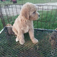 Cowgirl, a female Maltipoo for sale in Waco, TX – 2 of 4