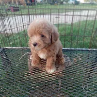 Lariet, a male Maltipoo for sale in Waco, TX – 3 of 6