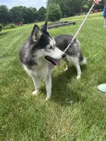 Aspen, a female Siberian Husky for sale in Effingham, IL – 3 of 3